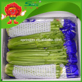 nutritious vegetables IQF fresh pickled celery